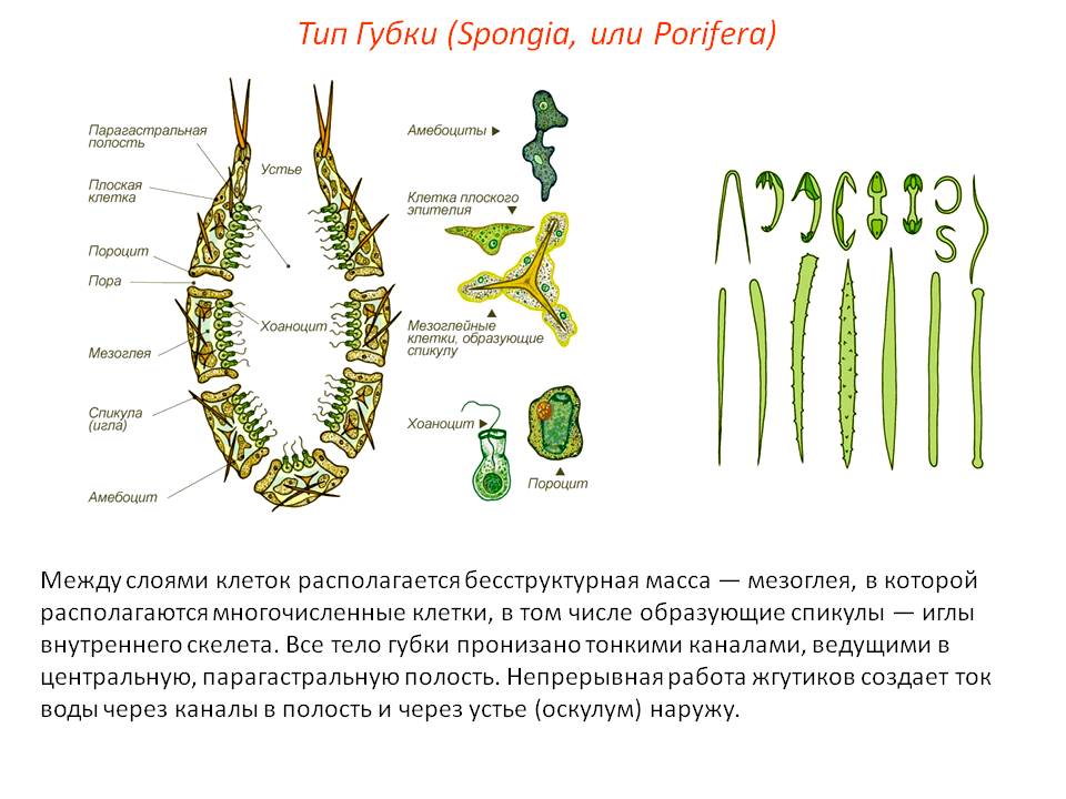 Кракен нет